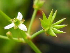 If we do not have a picture for this weed, or you can provide a better picture (scan, digital camera etc) please please e-mail it to us.